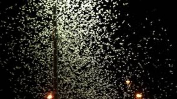 Why Are Flies Attracted To Lights